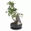 Бонсай Кармона Бонсай Кармона