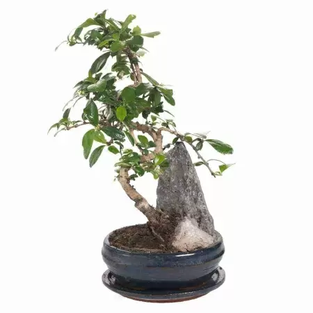 Бонсай Кармона Бонсай Кармона