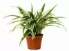 Хлорофитум Лаксум