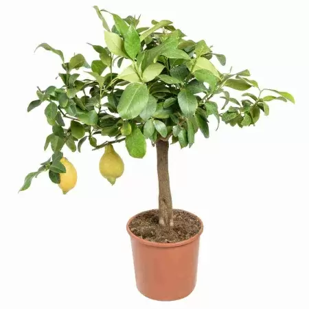 Лимонное дерево