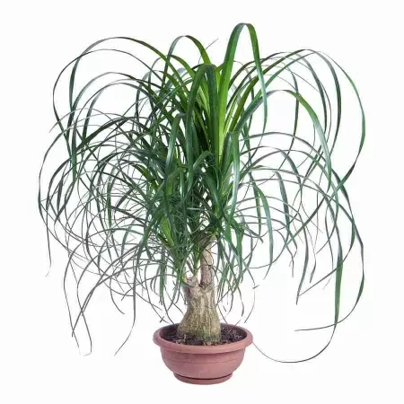 Бутылочное дерево