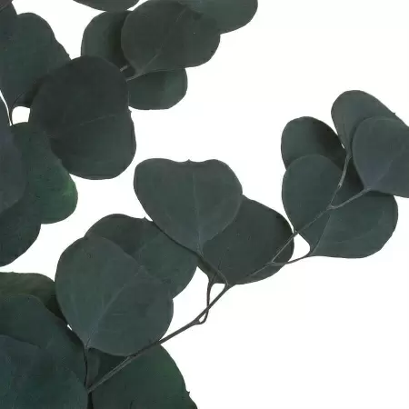 Эвкалипт стабилизированный