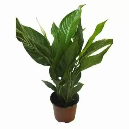 Спатифиллум Свит Сильвио