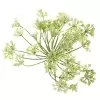 Укроп ветка искусственная
