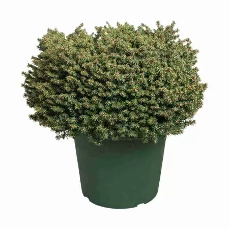 Ель сербская Нана