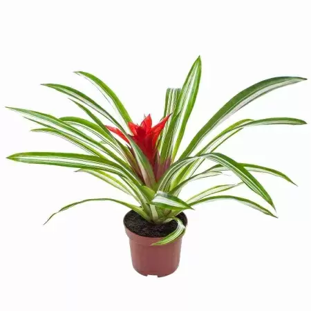 Гузмания Сью Анна