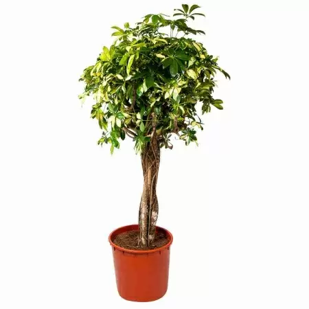 Шеффлера Тринитти переплетенная