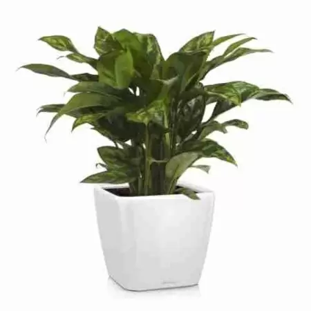 Аглаонема Мария