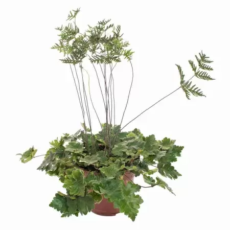 Дориоптерис Стоповидный