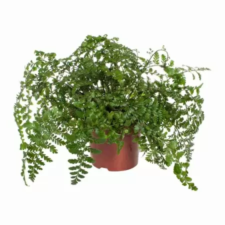 Асплениум Парвати