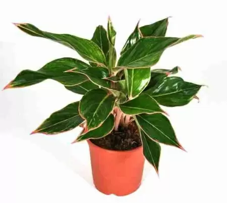 Аглаонема Тайволи фото