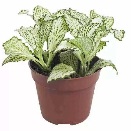 Фиттония белая