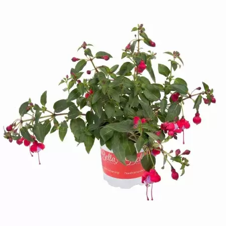 Фуксия розовая