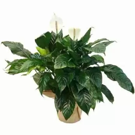 Спатифиллум Свит Чико