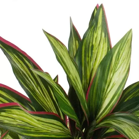 Дерево драцена искусственная