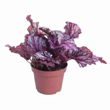 Бегония рекс Хью 