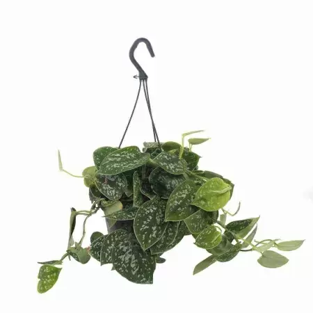 Сциндапсус Треби