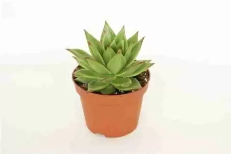 Эхеверия Агавоидес