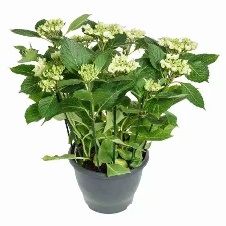 Гортензия All Summer Beauty