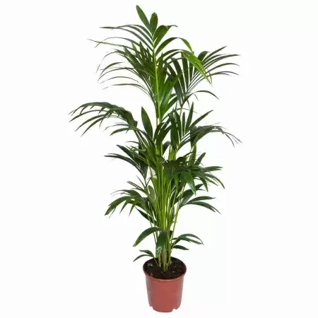 Ховея Форстериана