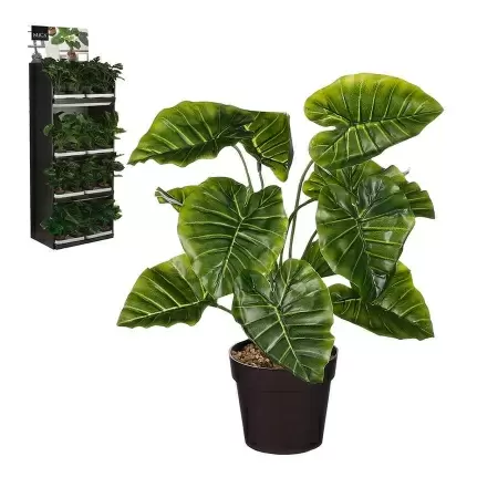 Алоказия искусственная Алоказия искусственная