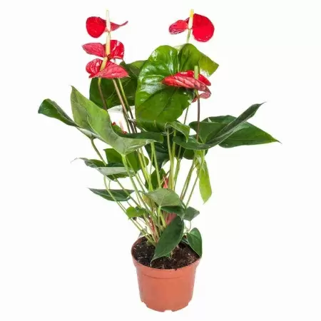 Антуриум андрианум Туренза