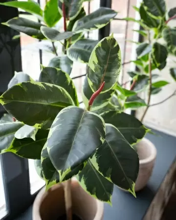Фикус Робуста искусственный