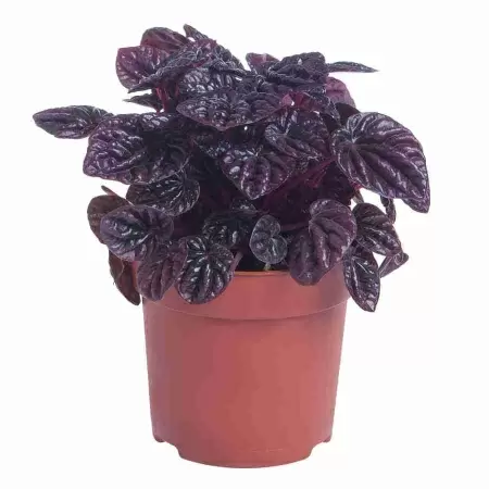 Пеперомия Каперата Шуми Красная