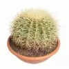 Эхинокактус Грузони