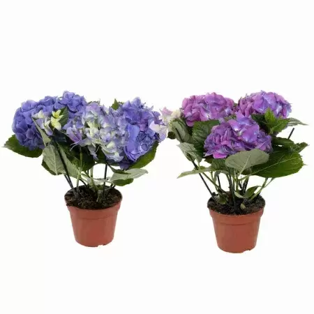 Гортензия Бела крупнолистовая