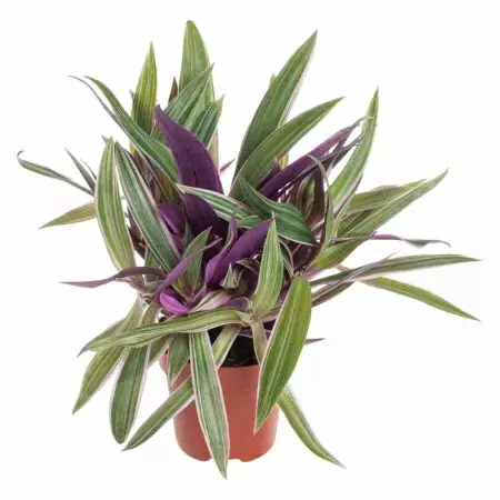 Традесканция Пёрпл Флейм