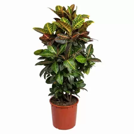 Кодиеум Петра разветвленный