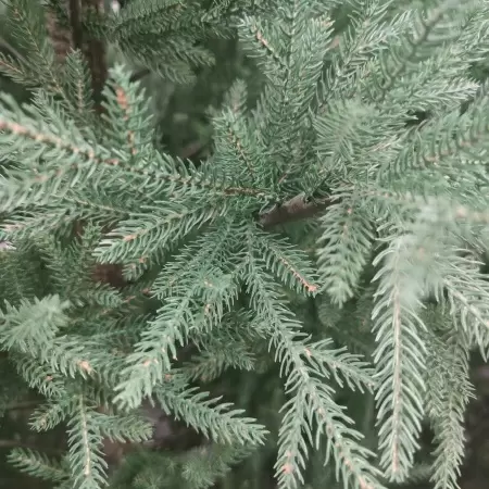 Ель новогодняя искусственная  Ель новогодняя искусственная