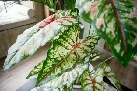 Алоказия искусственная Алоказия искусственная