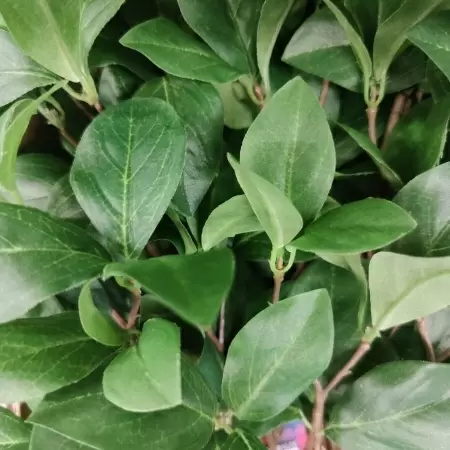 Энкиантус ветка искусственная