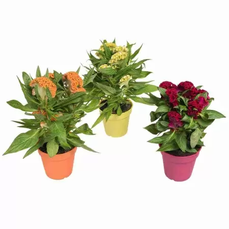 Целозия Кристата