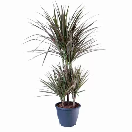 Драцена маргината Биколор карусель