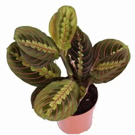 Маранта Фасцинатор Триколор