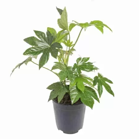 Фатсия японская