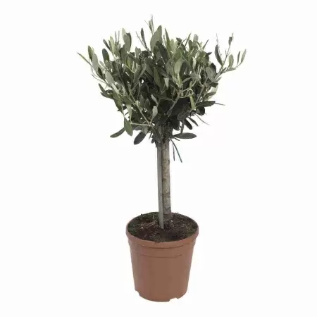 Оливковое дерево 