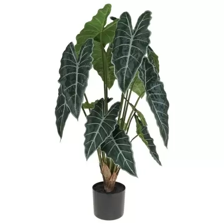 Алоказия искусственная Алоказия искусственная