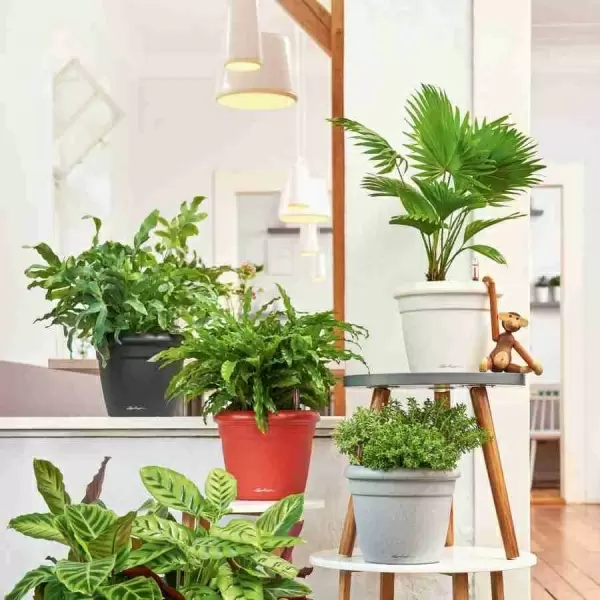 Кашпо Lechuza Rustico Color