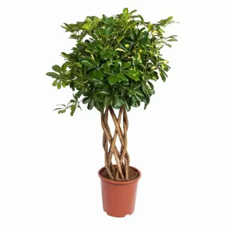 Шеффлера Голд Капелла цилиндр