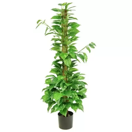 Эпипремнум искусственный