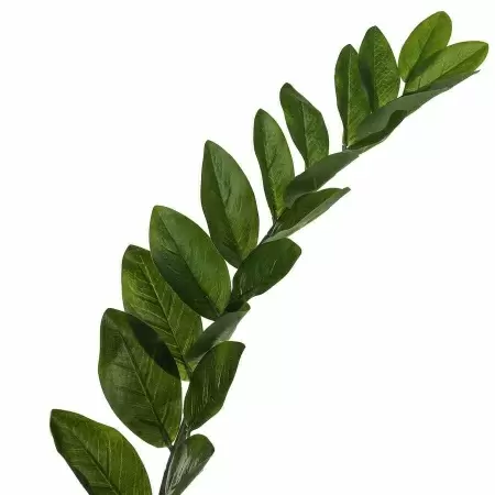 Замиокулькас искусственный