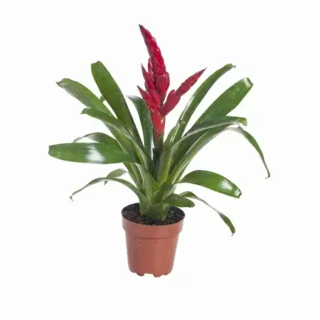 Вриезия Поэлмани