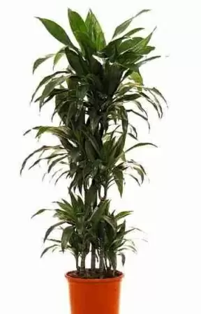 Драцена фрагранс Джанет Крейг карусель