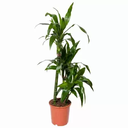 Драцена фрагранс Джанет Крейг 3 ствола