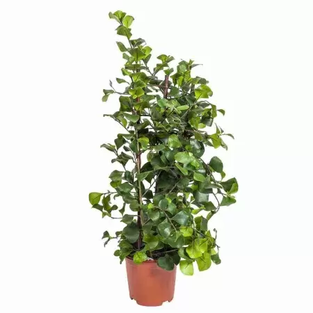 Фикус треугольный Гринхарт на решетке