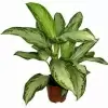 Аглаонема Клеопатра